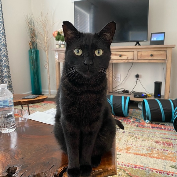 Peepers is LIVE! Like this to be notified when Peepers goes live!! - Picture 3 of 6